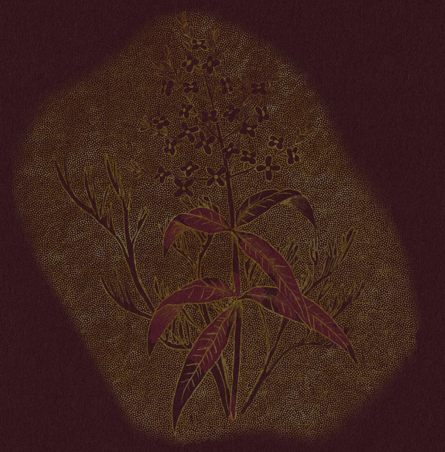 Hachi AME • Natural Oxidative • Gesha • Panama from Taith Coffee