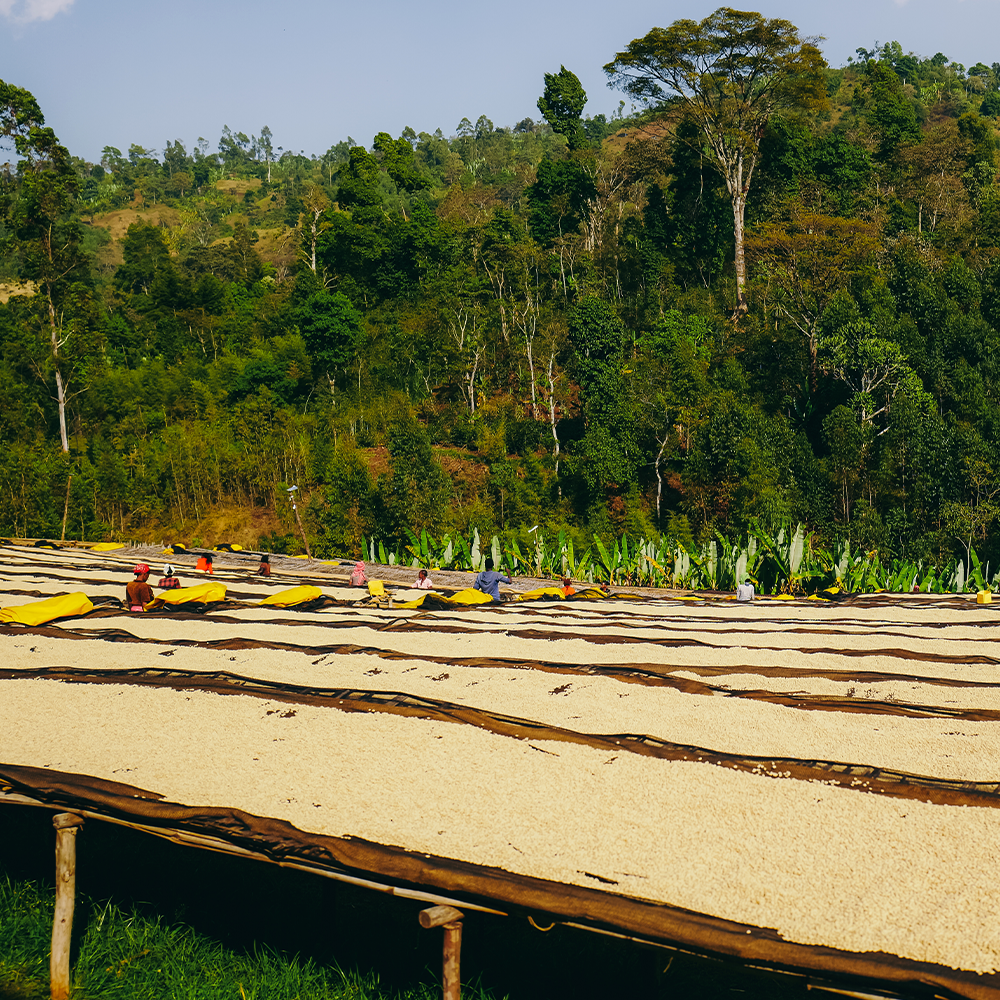 Ethiopia Sidamo Hamasho Washed from Terarosa